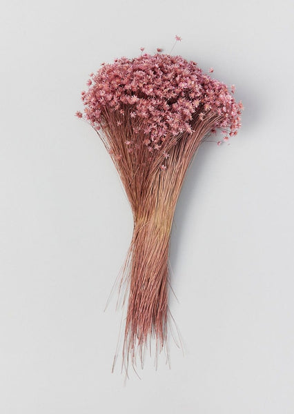 Pale Pink Dried Flowers