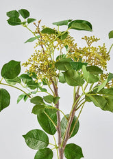 Faux Seeded Privet Branch in Close Up View