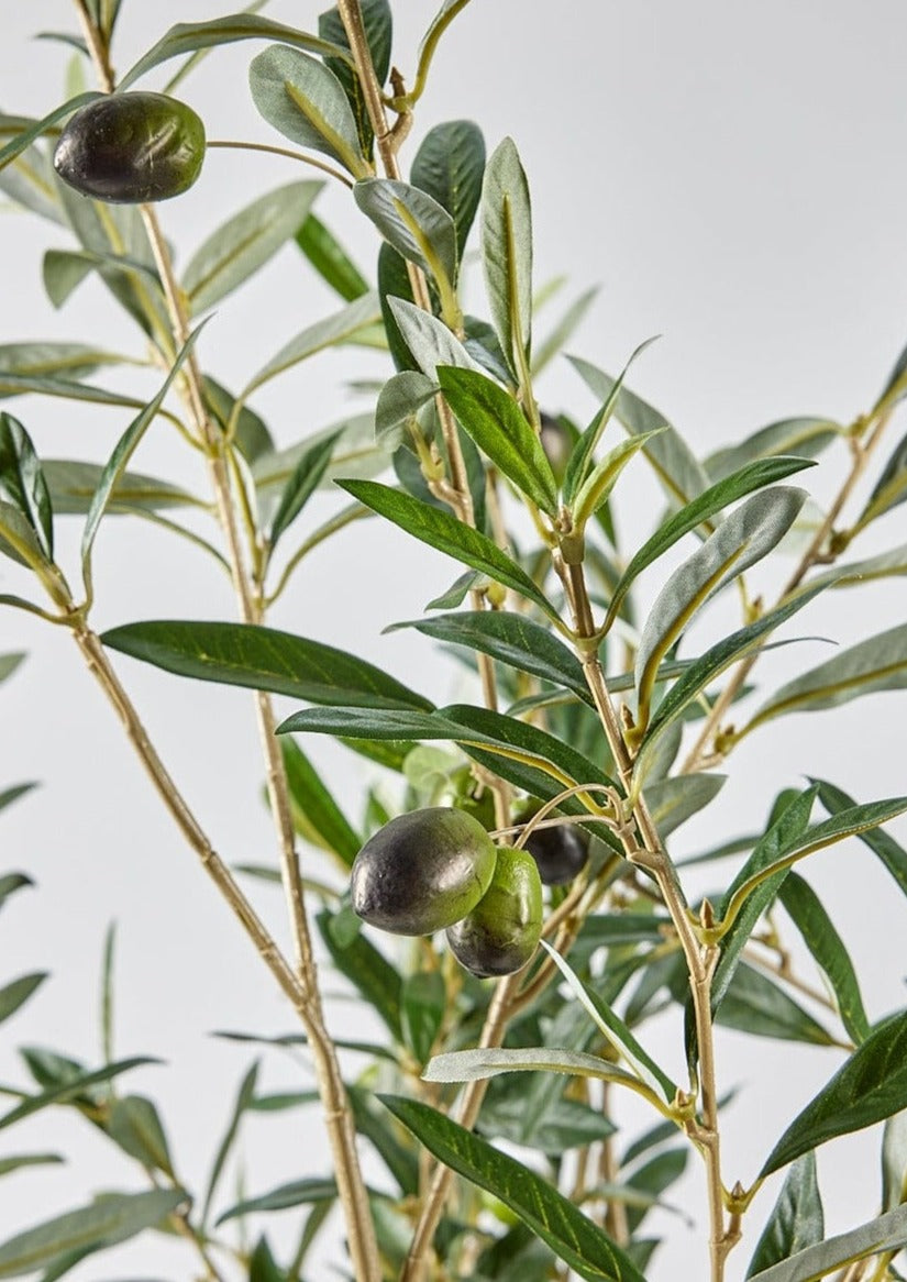 Olive Branches