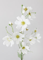 Artificial Cosmos Blooms in White
