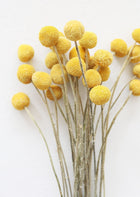 Large Billy Buttons in Yellow Golden | Dried Flowers | Afloral.com
